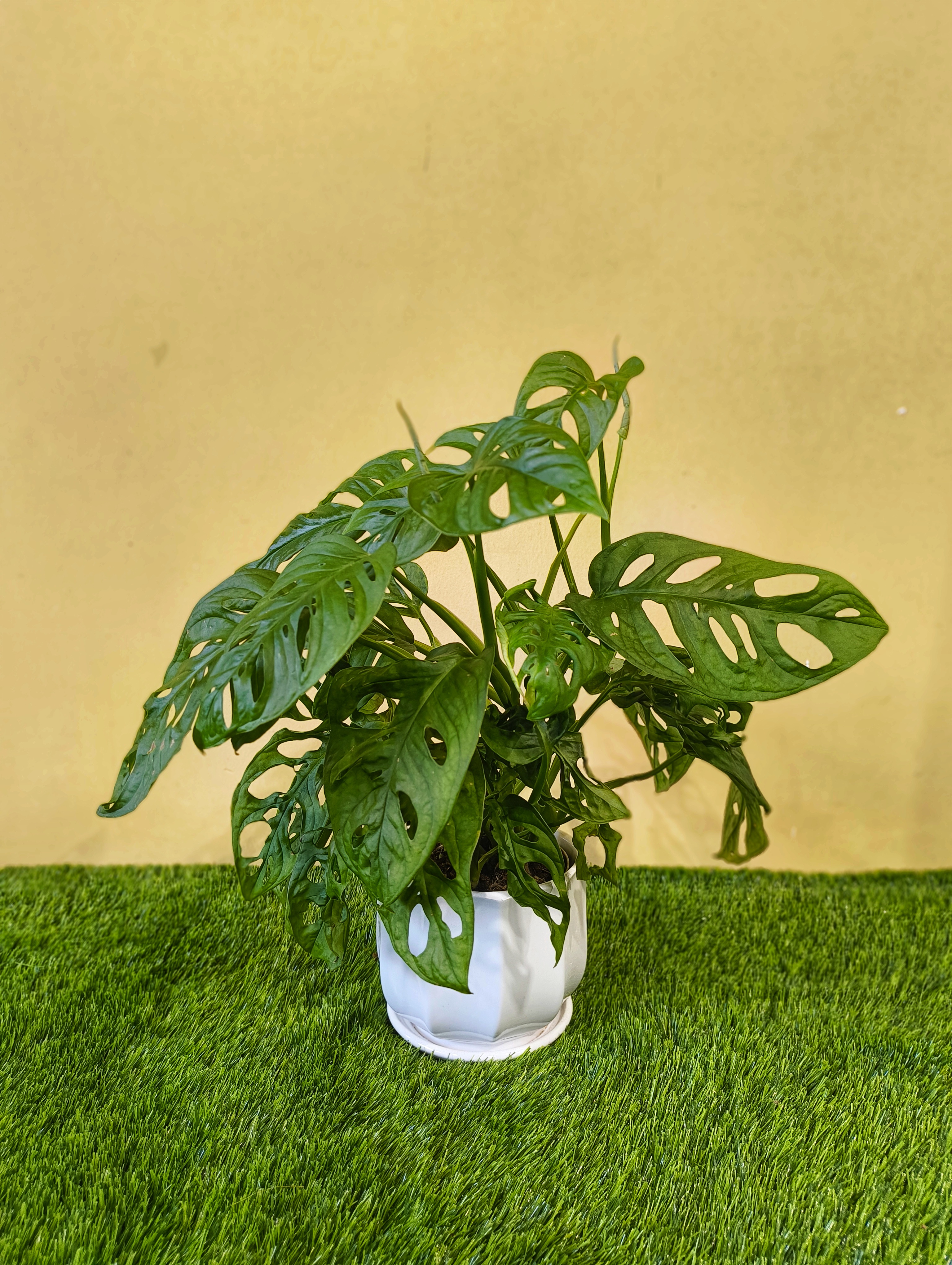 indoor synthetic plants Nearly Natural 36 in. UV Resistant Artificial Pothos Hanging Plant (Indoor/Outdoor)